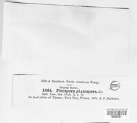 Graphyllium planispora image